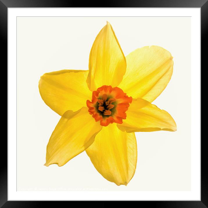 Radiant Daffodil Framed Mounted Print by Jeremy Sage