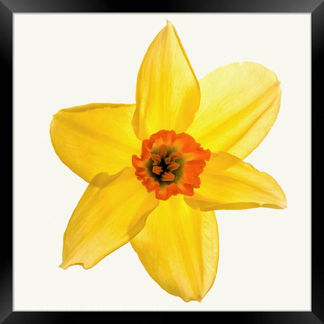 Radiant Daffodil Framed Print by Jeremy Sage