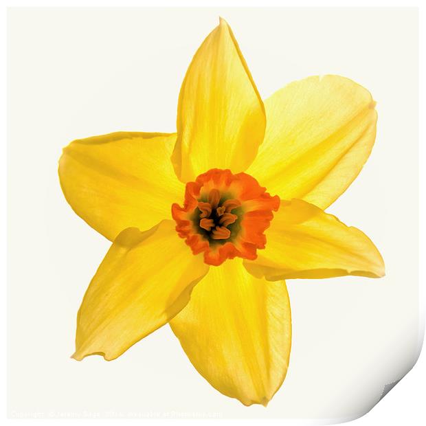 Radiant Daffodil Print by Jeremy Sage