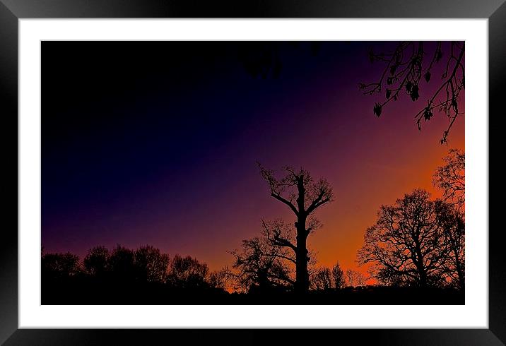  Winter trees silhouettes, Sunset behind           Framed Mounted Print by Sue Bottomley