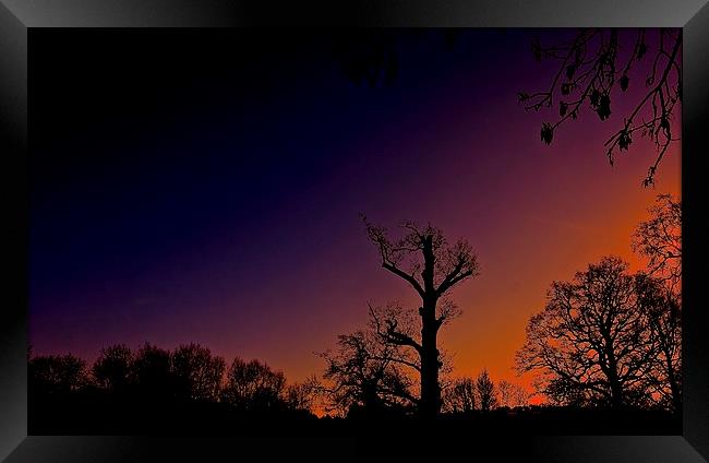  Winter trees silhouettes, Sunset behind           Framed Print by Sue Bottomley