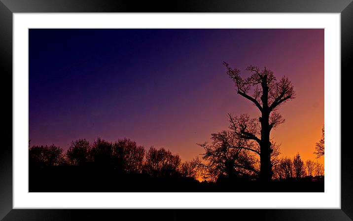  Winter trees silhouettes , sunset                 Framed Mounted Print by Sue Bottomley
