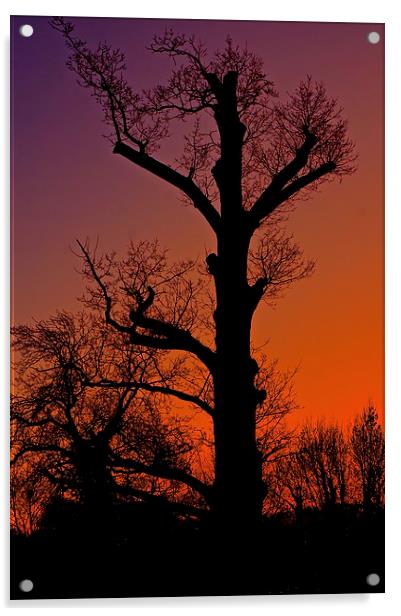    Winter sunset tree silhouette                   Acrylic by Sue Bottomley