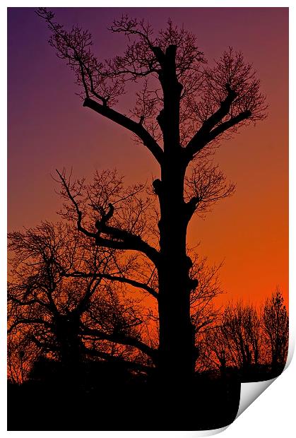   Winter sunset tree silhouette                   Print by Sue Bottomley