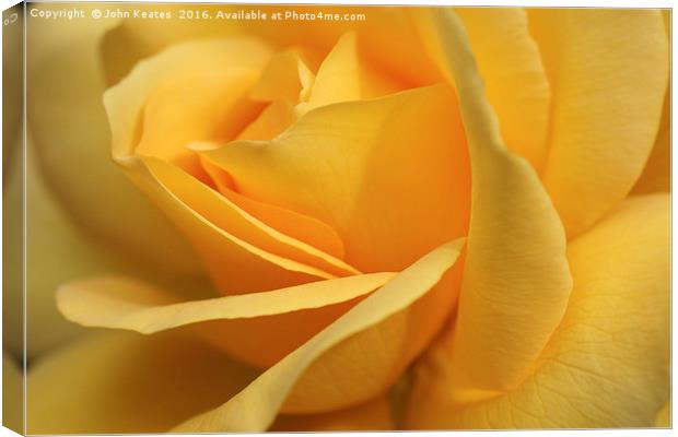 Close up of a rose flower Canvas Print by John Keates