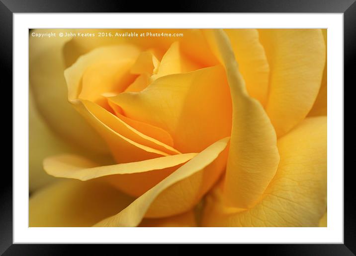 Close up of a rose flower Framed Mounted Print by John Keates
