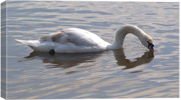 Swan Kissing itself Canvas Print by Chris Day