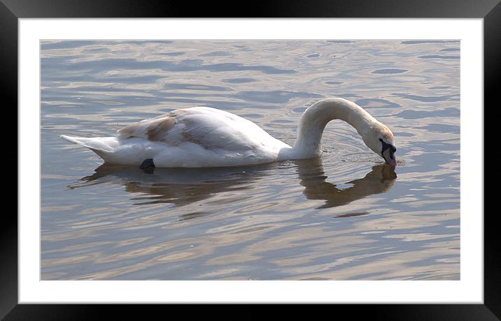 Swan Kissing itself Framed Mounted Print by Chris Day