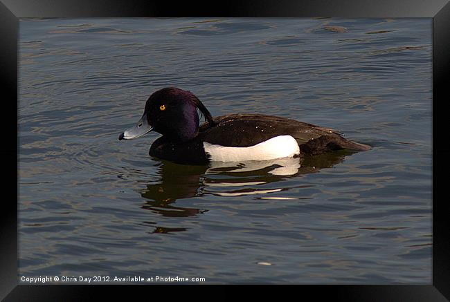 Tufted Duck Framed Print by Chris Day