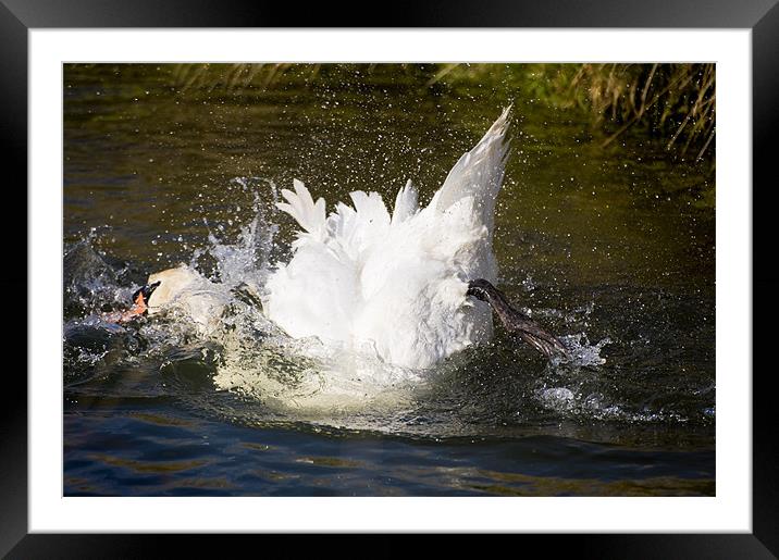 Washing Swan Framed Mounted Print by Stephen Mole
