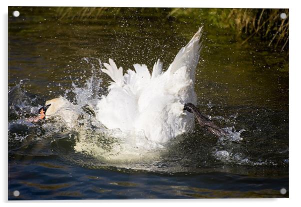 Washing Swan Acrylic by Stephen Mole