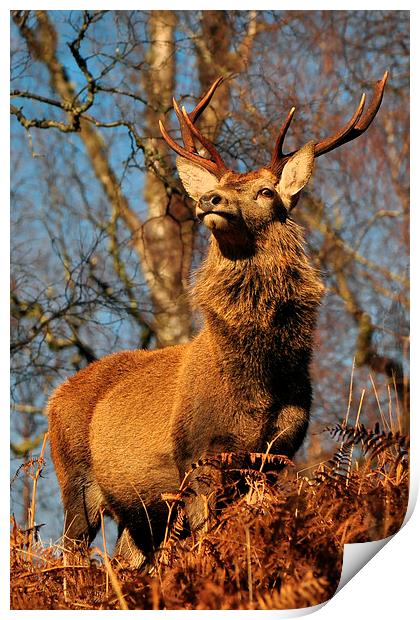  Red Deer Stag Print by Macrae Images