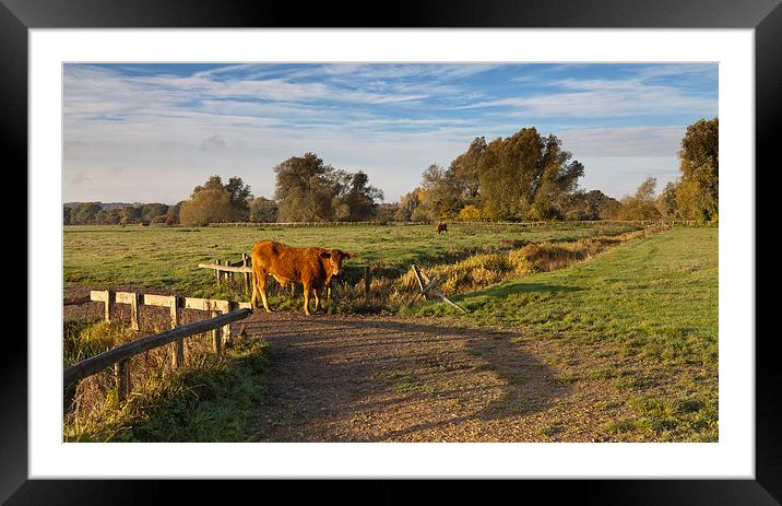 Morning Cow Framed Mounted Print by Ian Merton