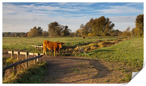 Morning Cow Print by Ian Merton