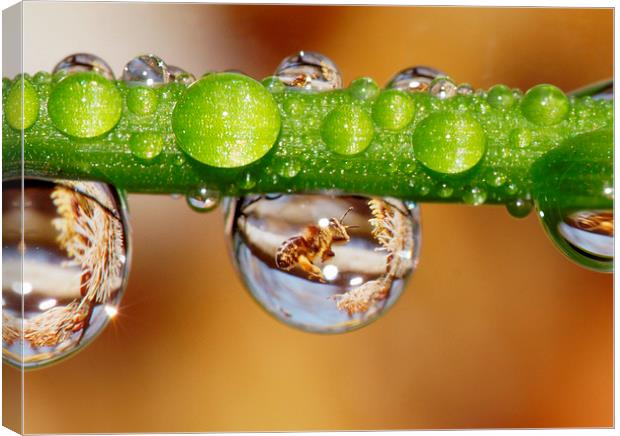 Bee in water drops Canvas Print by JC studios LRPS ARPS