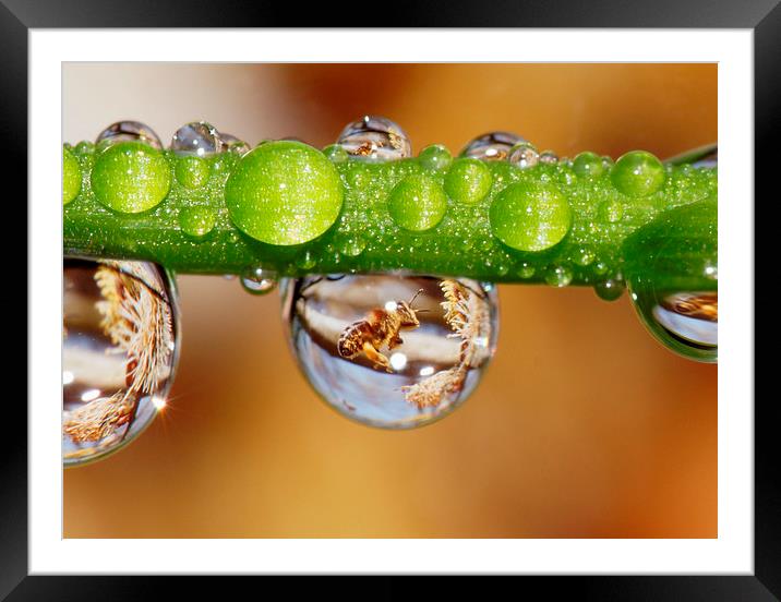 Bee in water drops Framed Mounted Print by JC studios LRPS ARPS