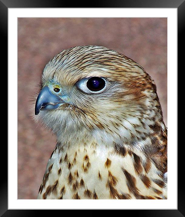 Saker Falcon Framed Mounted Print by Aj’s Images