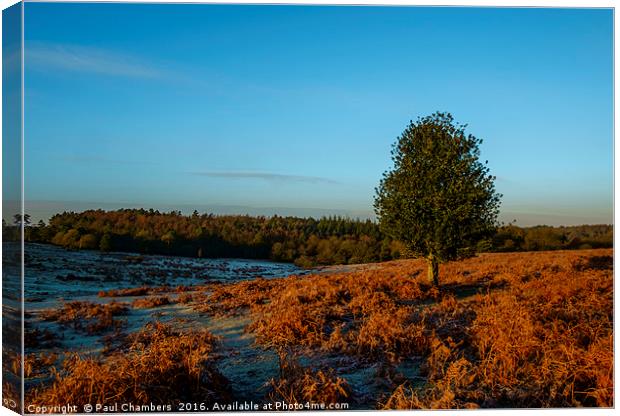New Forest in golden light Canvas Print by Paul Chambers