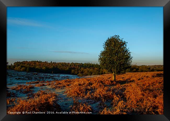 New Forest in golden light Framed Print by Paul Chambers