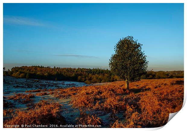 New Forest in golden light Print by Paul Chambers