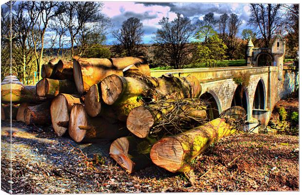 Tree Felling Canvas Print by Tommy Reilly