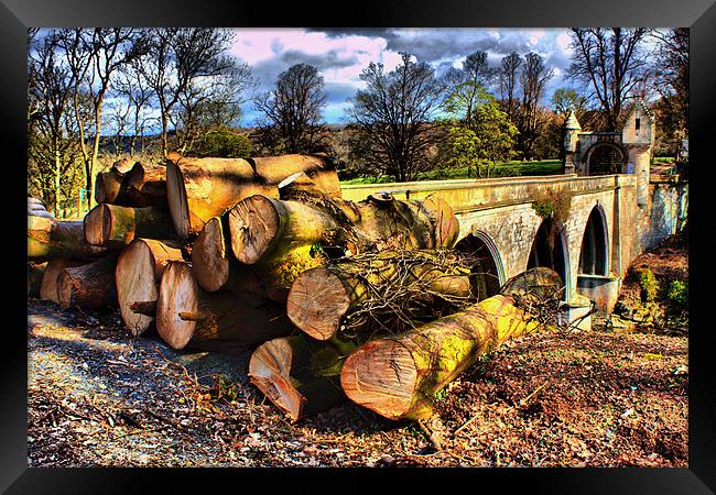 Tree Felling Framed Print by Tommy Reilly