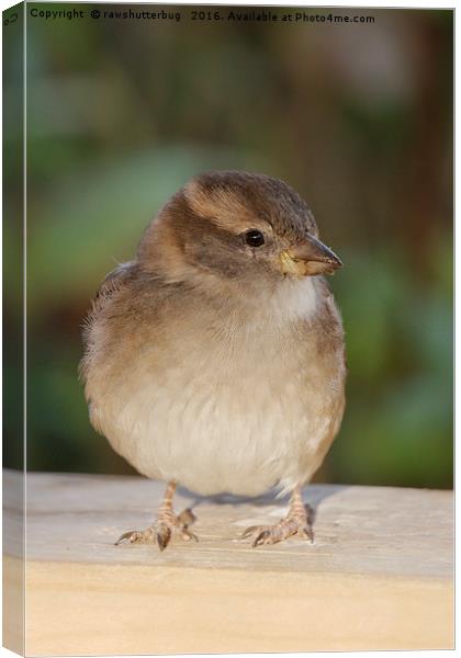 The Hungry Juvenile House Sparrow Canvas Print by rawshutterbug 