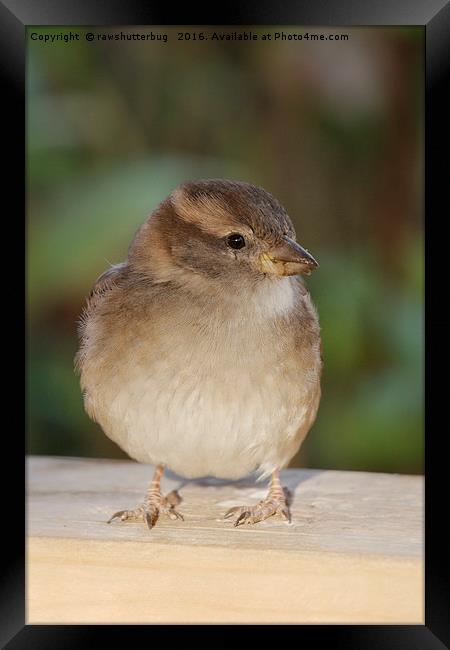 The Hungry Juvenile House Sparrow Framed Print by rawshutterbug 