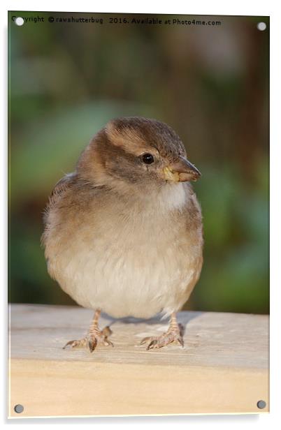 The Hungry Juvenile House Sparrow Acrylic by rawshutterbug 