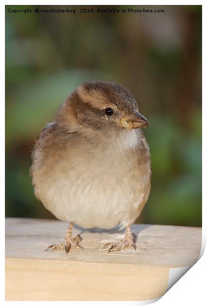 The Hungry Juvenile House Sparrow Print by rawshutterbug 