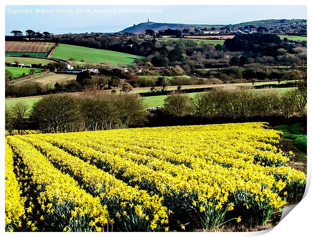 A Field of Golden Daffodils Print by Beryl Curran