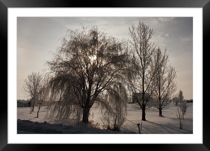 Winter Bloom Series 2 Framed Mounted Print by John Pipes