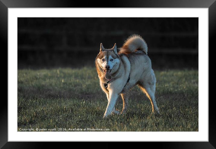 Archie the Siberian Husky  Framed Mounted Print by peter wyatt