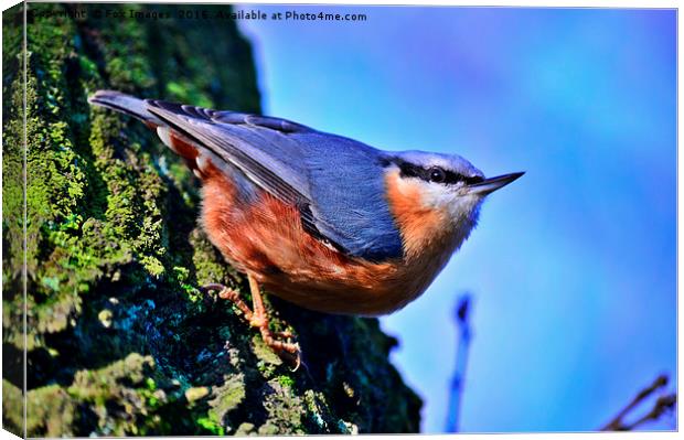 Nuthatch on a tree Canvas Print by Derrick Fox Lomax