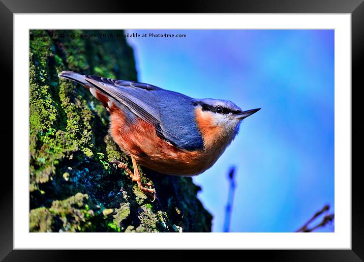 Nuthatch on a tree Framed Mounted Print by Derrick Fox Lomax