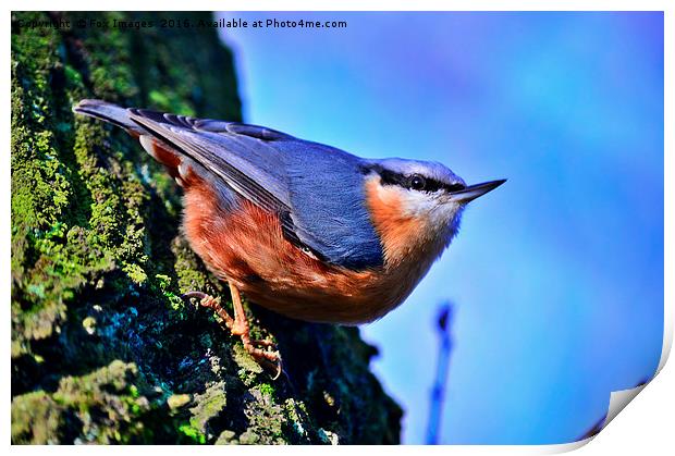 Nuthatch on a tree Print by Derrick Fox Lomax