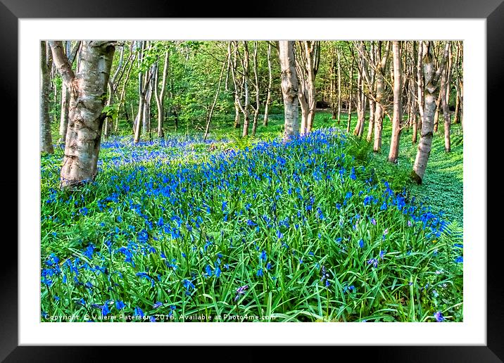 Bluebells in the Woods Framed Mounted Print by Valerie Paterson