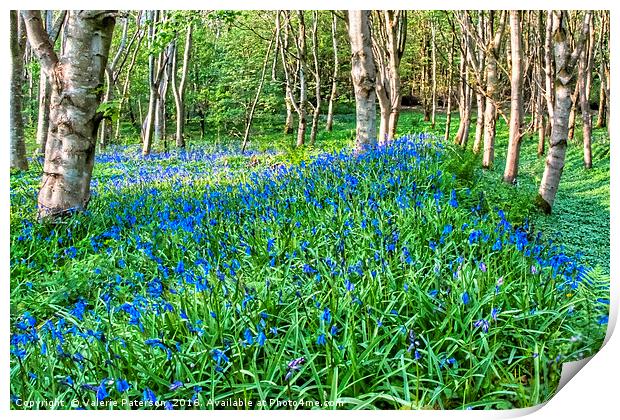 Bluebells in the Woods Print by Valerie Paterson