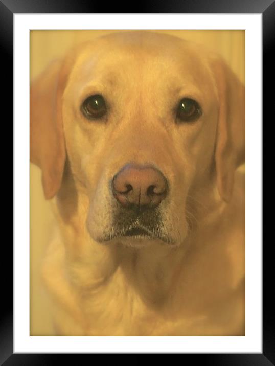  Golden Labrador Dog Bestfriend                    Framed Mounted Print by Sue Bottomley