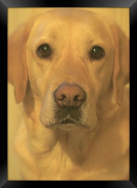  Golden Labrador Dog Bestfriend                    Framed Print by Sue Bottomley