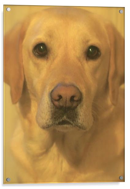  Golden Labrador Dog Bestfriend                    Acrylic by Sue Bottomley