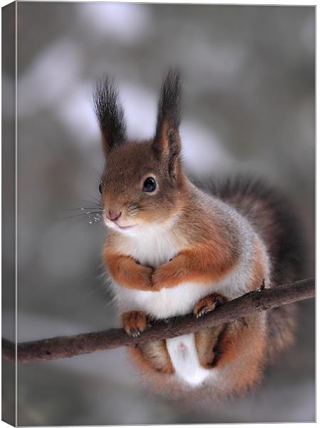 Red squirrel on a tree branch Canvas Print by Sergey Golotvin