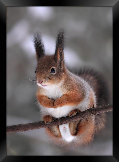 Red squirrel on a tree branch Framed Print by Sergey Golotvin