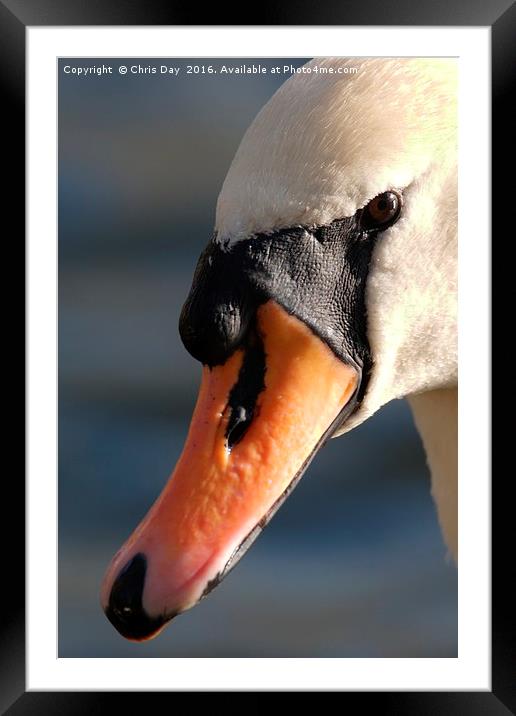 Mute Swan Framed Mounted Print by Chris Day