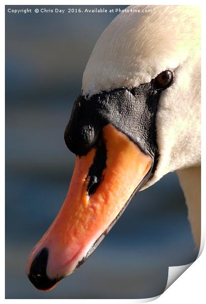 Mute Swan Print by Chris Day