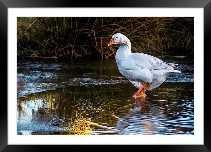 walking on water Framed Mounted Print by craig baggaley