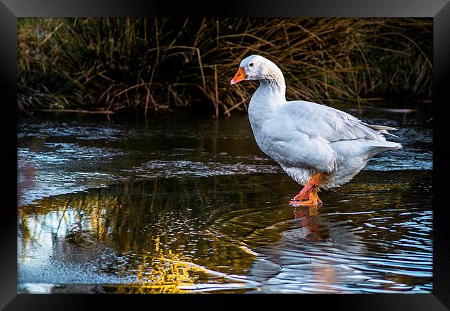 walking on water Framed Print by craig baggaley