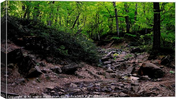 A misty day in jungle, Canvas Print by Ali asghar Mazinanian