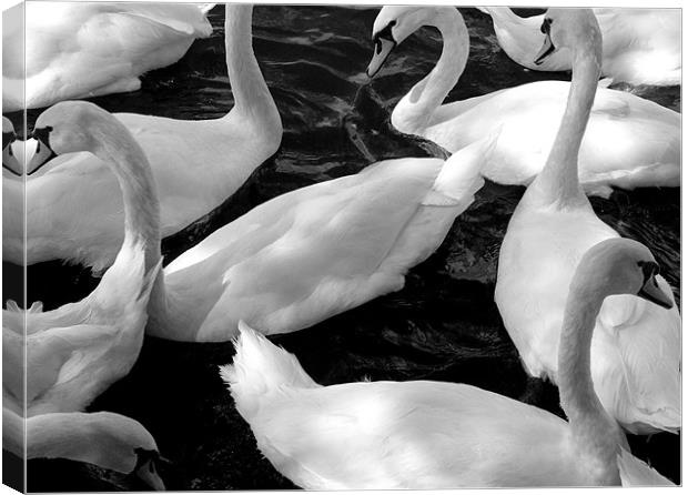 Swans Canvas Print by jim jennings
