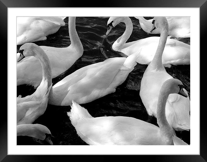 Swans Framed Mounted Print by jim jennings